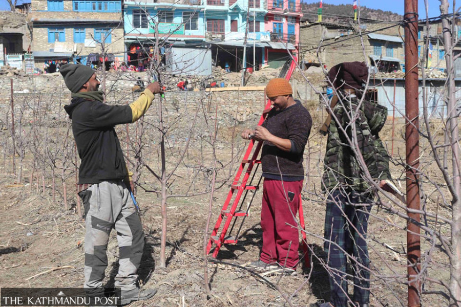 Apple farmers in Jumla go commercial as sales jump