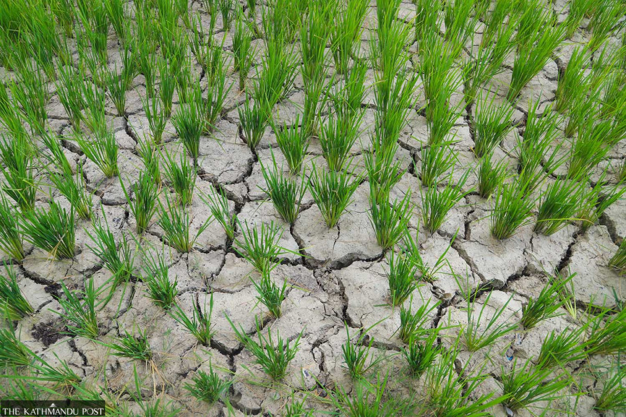 Fertiliser shortage, drought, heat wave threaten farming future