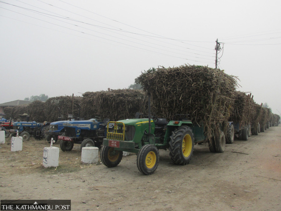 Sugarcane price up 8 percent to Rs590 per quintal