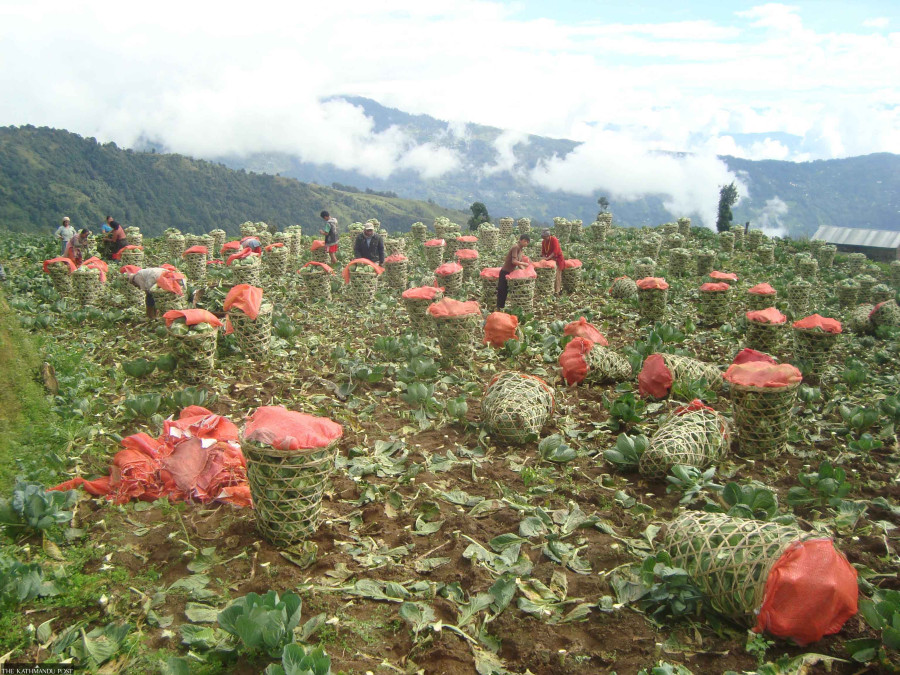 Cabbage exports to India soar as organic trend catches on