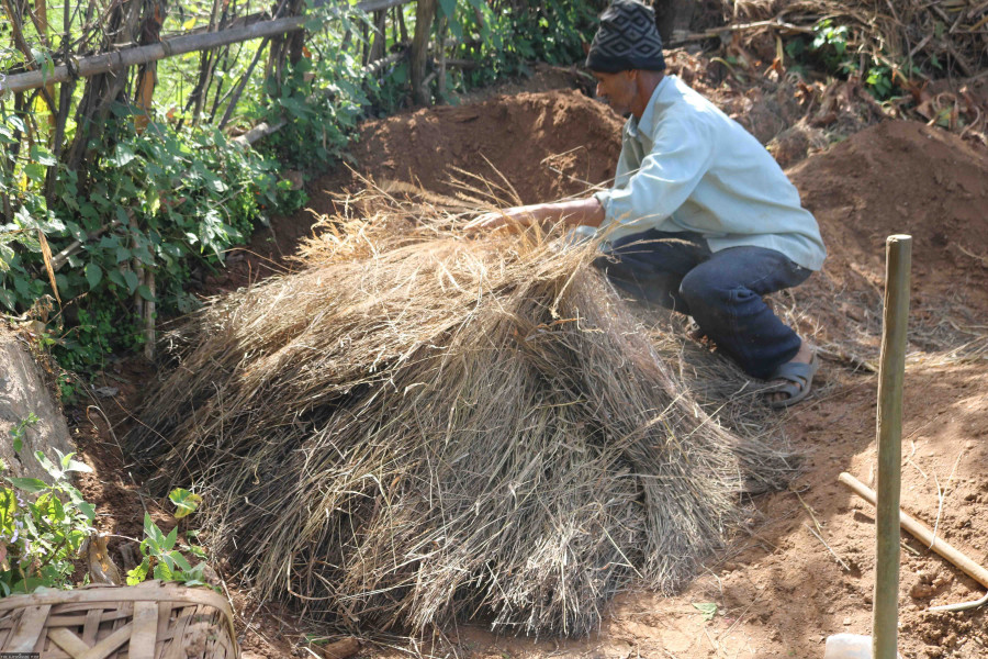 Farmers forced to store ginger in pits