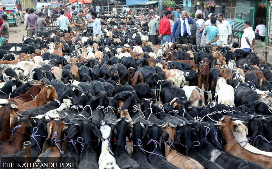Goat prices may rise this Dashain despite the supply glut