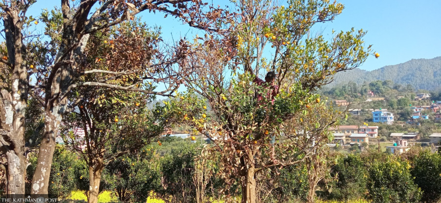 Orange growers in Kavre distressed by drop in output