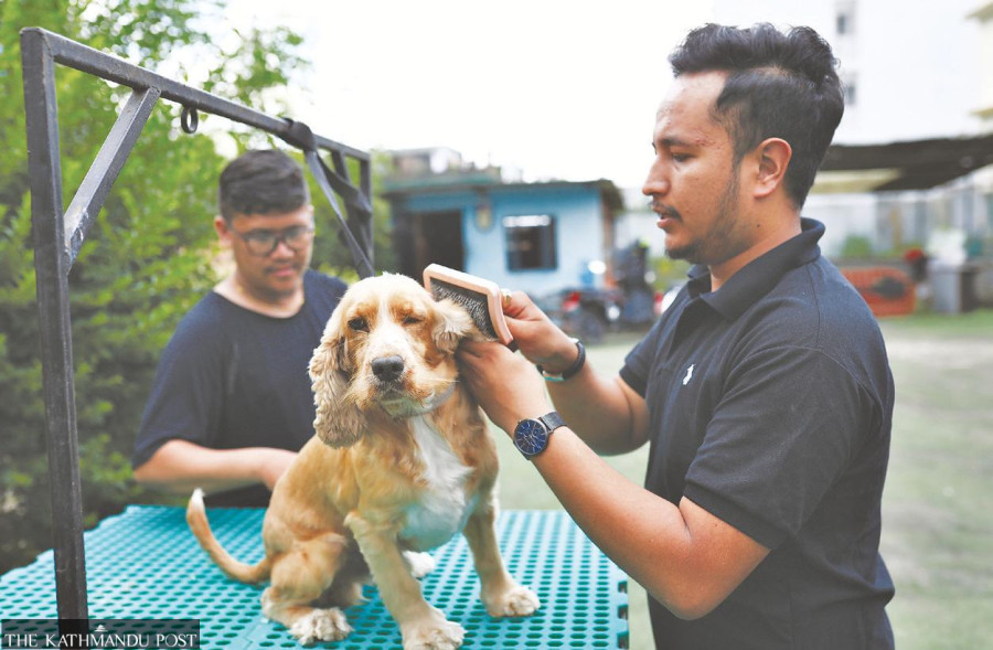 Dog hostels in Kathmandu a respite for canine lovers during vacations