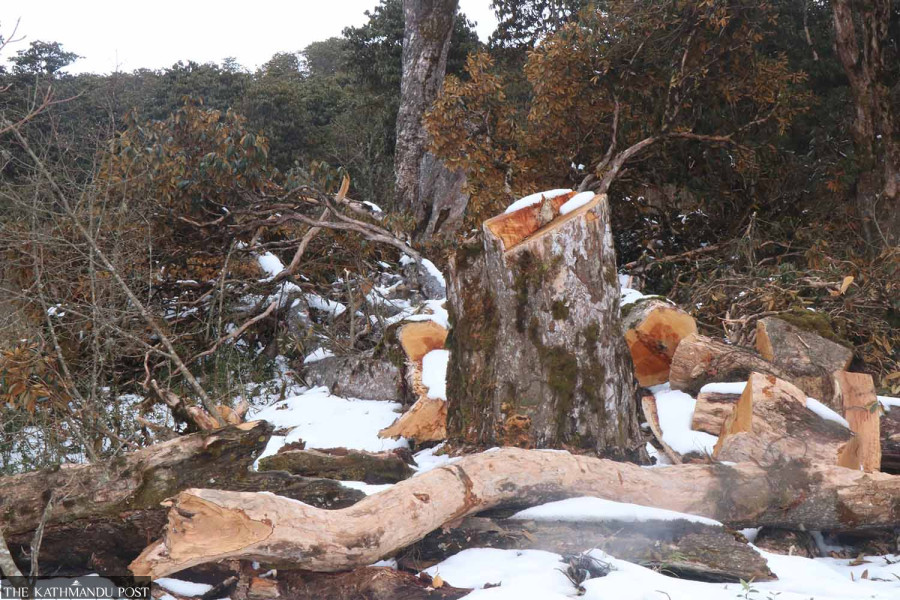 25,000 trees being cut down for transmission line