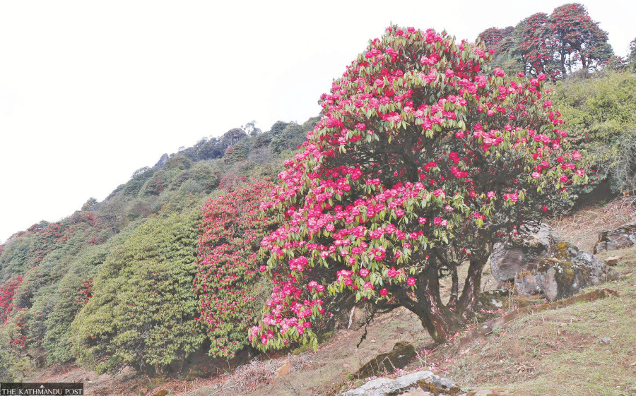 Teenjure-Milke-Jaljale losing rhododendron forests