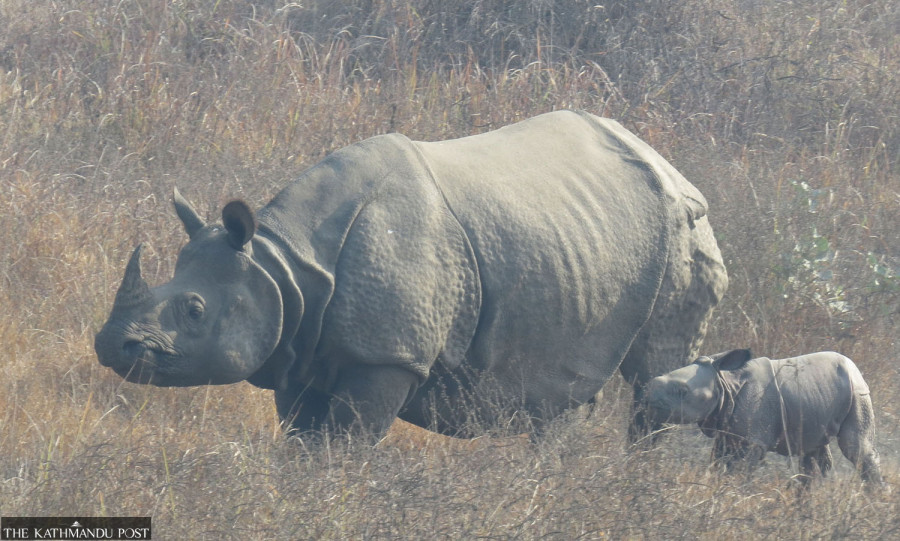 Conservationists concerned over rising rhino deaths