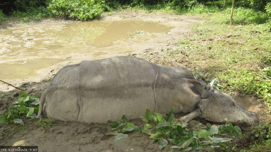 Two rhinos found dead in Chitwan