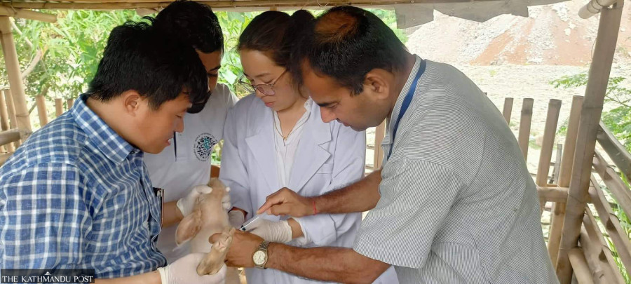 Classical swine fever detected