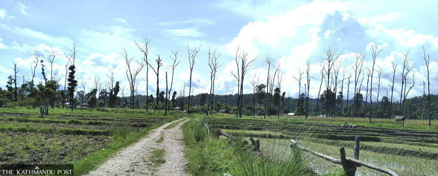 Nearly 700 Sal trees dry up suspiciously in Chitwan National Park