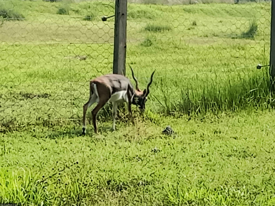 Shuklaphanta National Park running out of space to accommodate growing blackbuck population