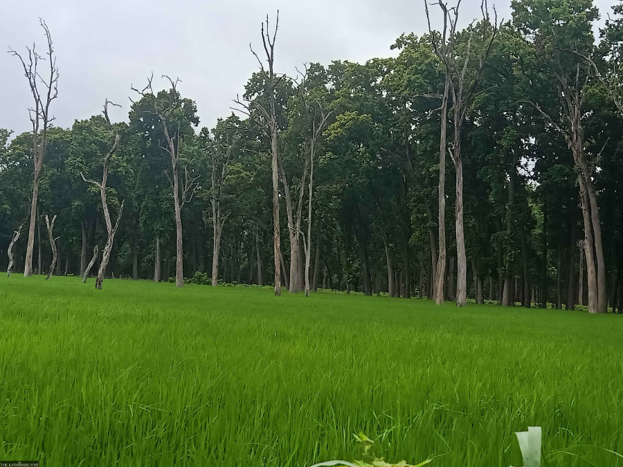 Buffer zone residents in Kanchanpur accused of deliberately killing Sal trees