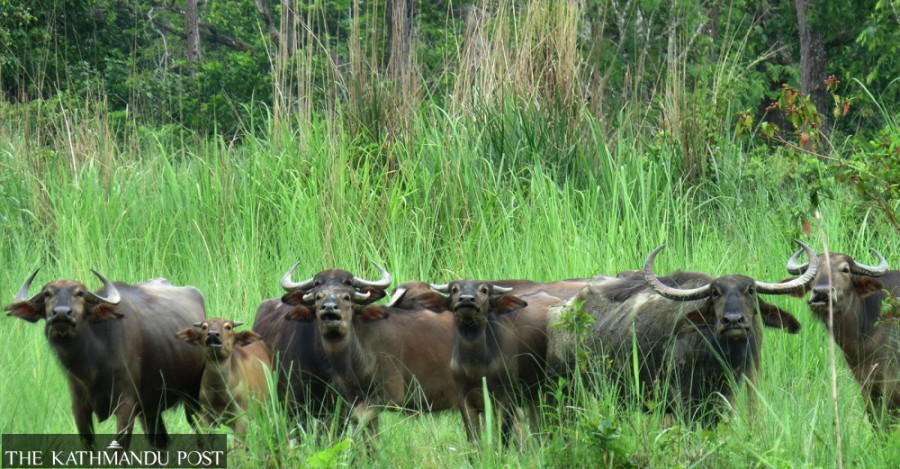 All wild buffaloes shifted to Chitwan National Park in 2017 are now dead