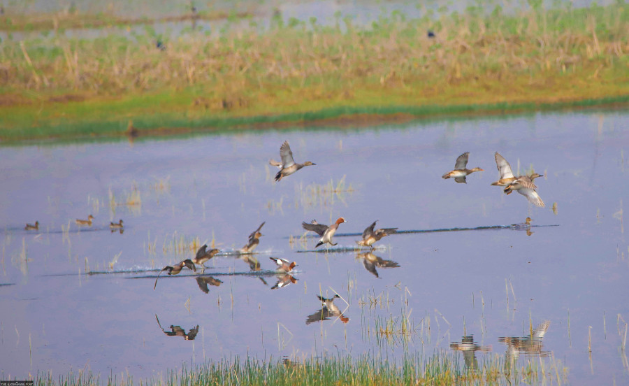 Efforts underway to declare Jagadishpur lake as country’s second bird sanctuary