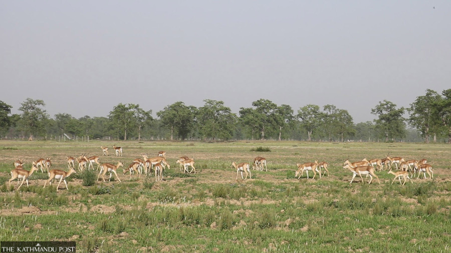 Marginal rise in blackbuck population in conservation area worries experts