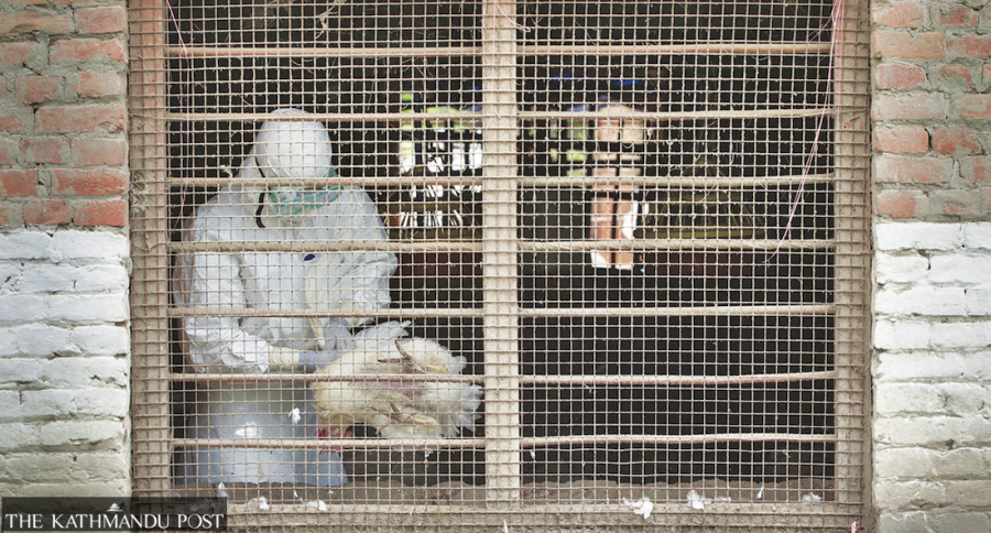 Amid H5N1 outbreaks in poultry farms, call for vigilance to prevent infection in humans