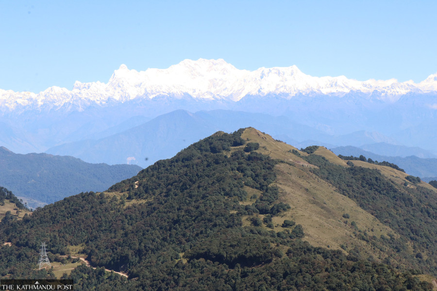 Nepali botanists claim to have discovered two new rhododendron species