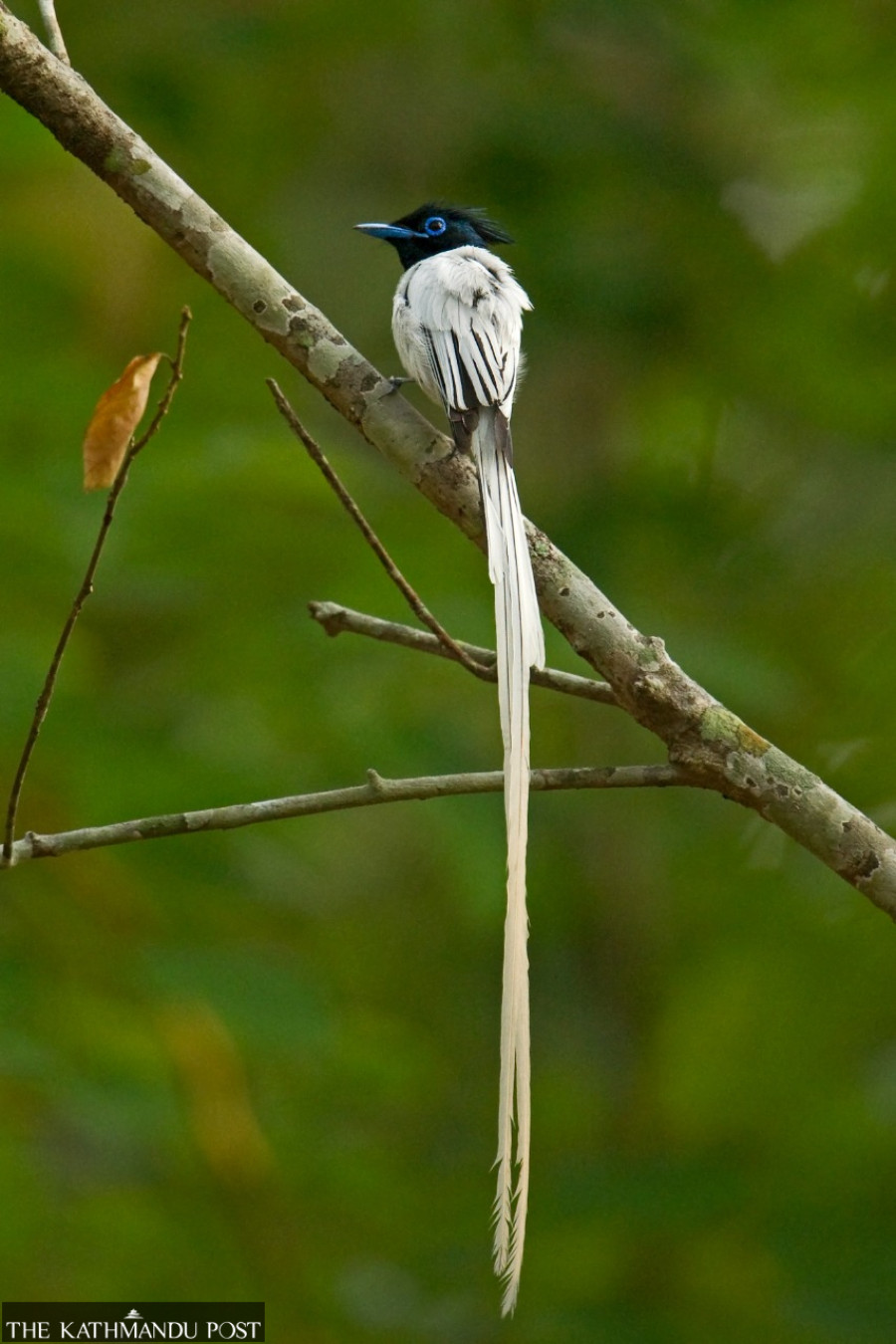 Summer migratory bird species arrive in Nepal to lay eggs