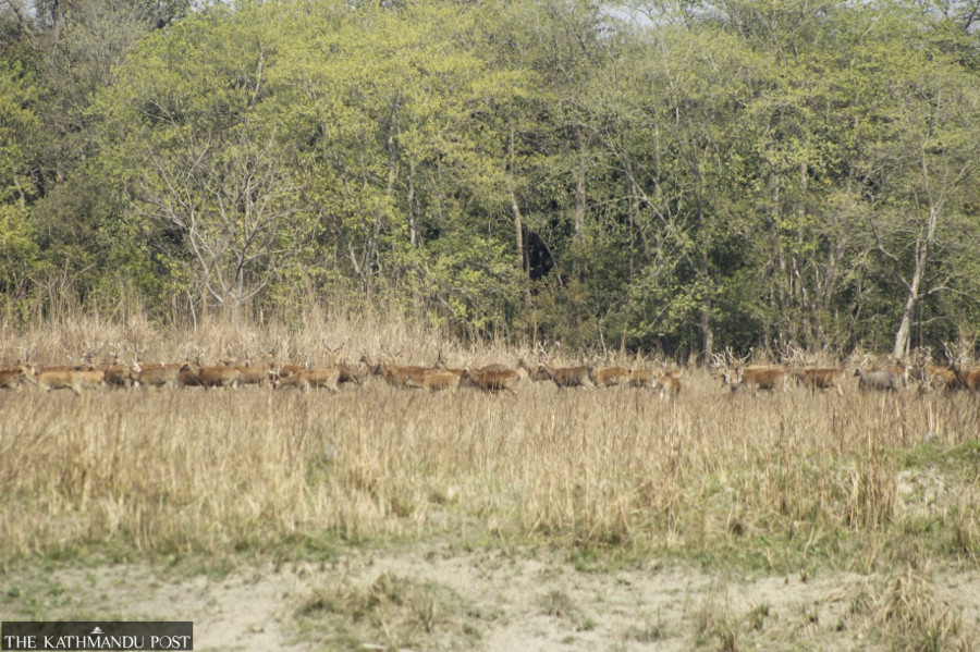 Monitoring, counting of swamp deer begins in Shuklaphanta today