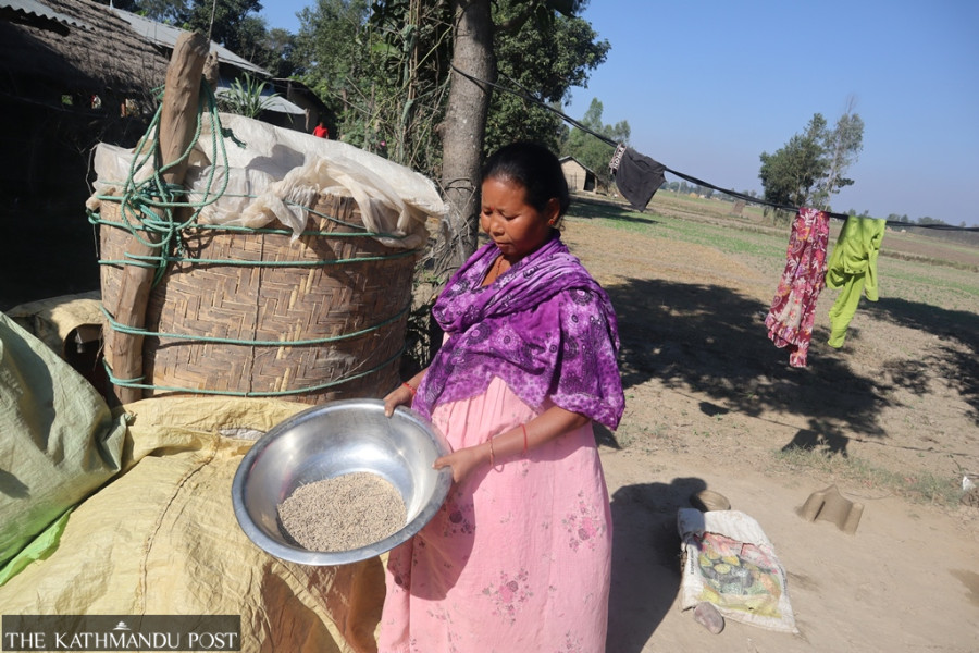 Paddy production hit after flooding becomes more frequent in Bhajani
