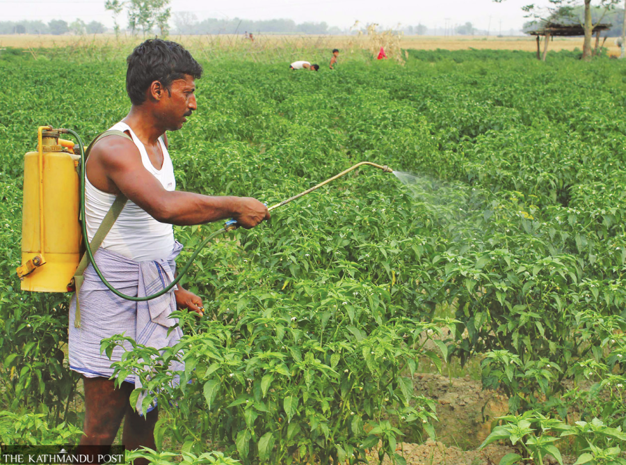Indiscriminate use of pesticides taking toll on farmers in Tarai