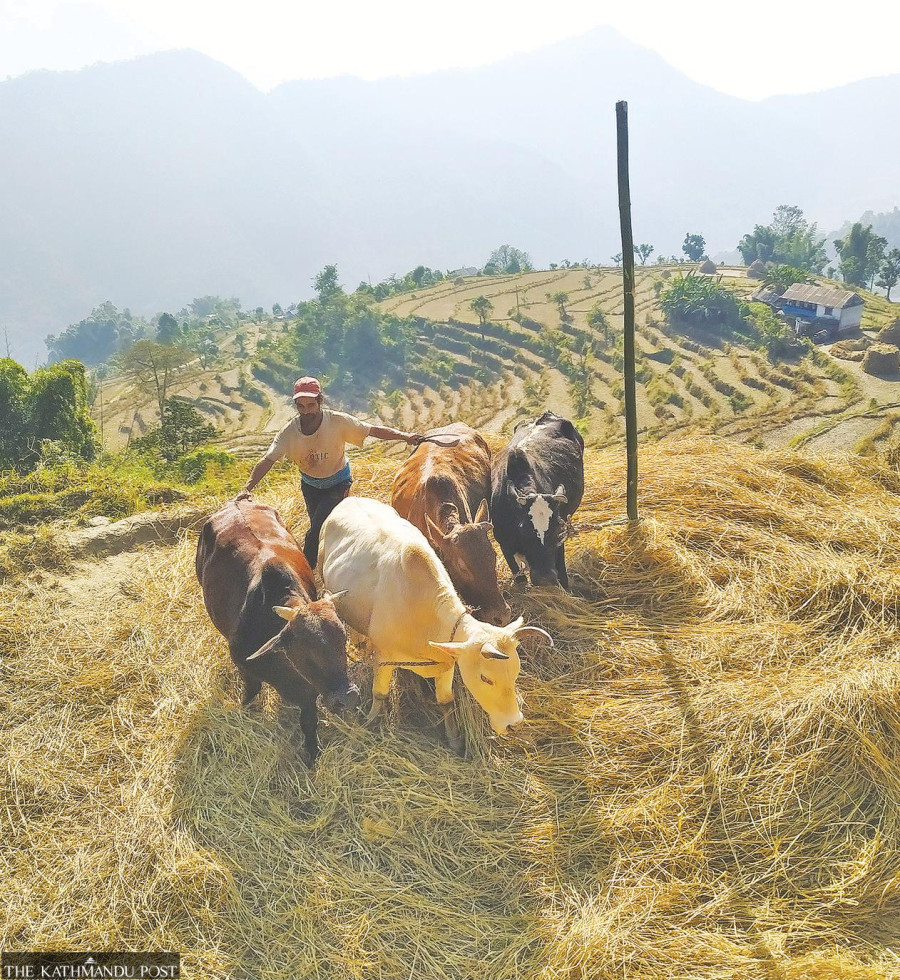Mountain districts face shortage of rice