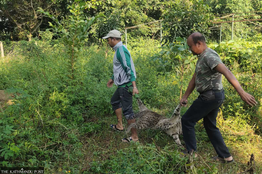 Authorities’ apathy affects conservation of fishing cats