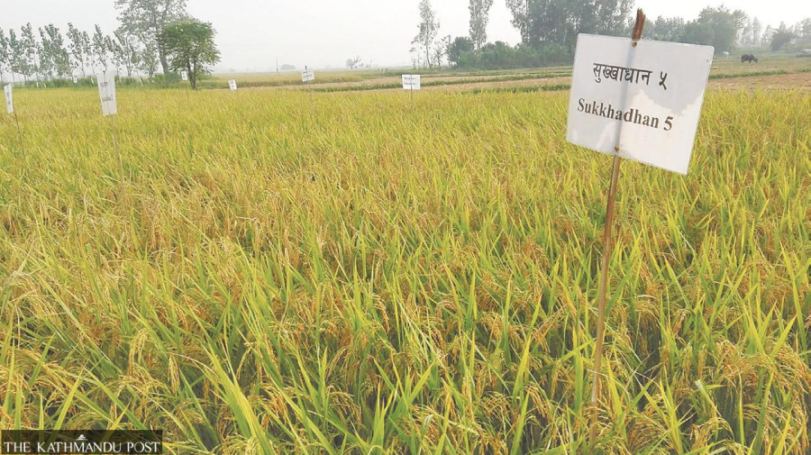 Worsening food insecurity calls for stress-tolerant seeds
