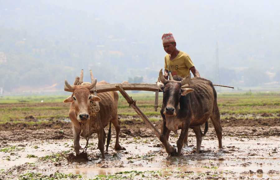 Equitable, resilient and sustainable food system