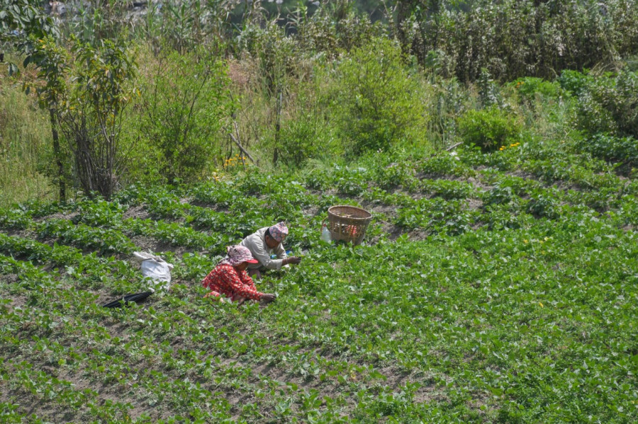 Cooperatives in agricultural transformation