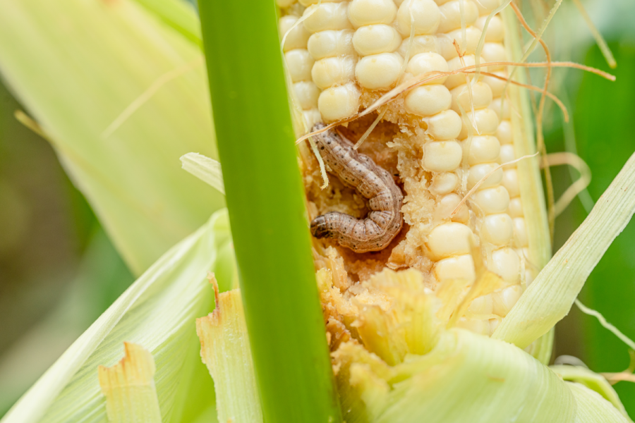 Battle against the fall armyworm