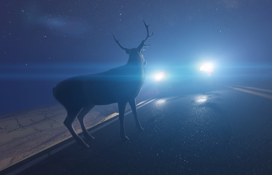 How artificial lights affect animals