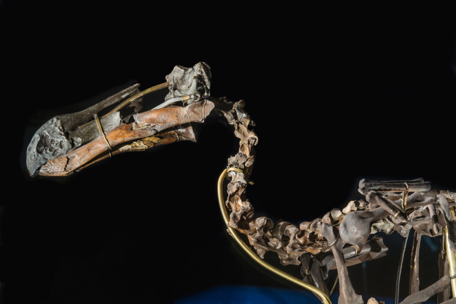 When is a species really extinct?