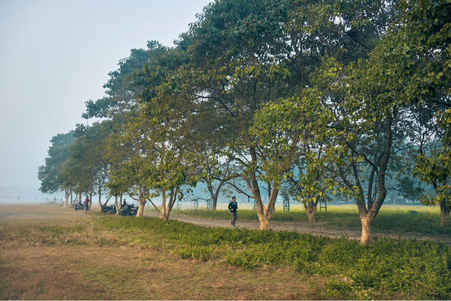 Large trees for healthy cities