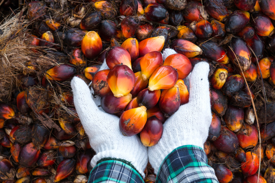 Indonesia’s ban on palm oil exports