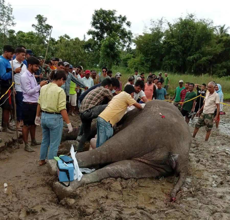 Frequent deaths of wild elephants in Jhapa worry conservationists
