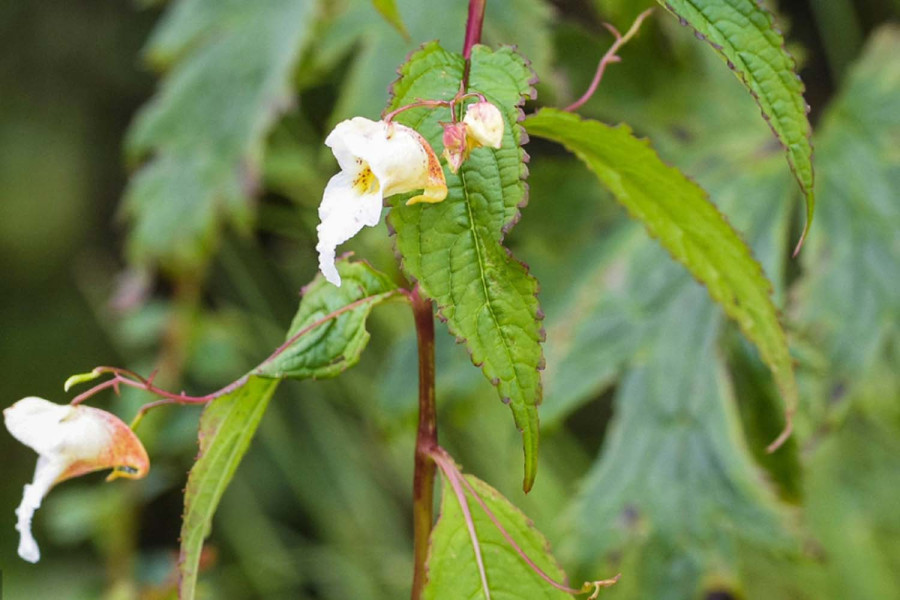 Nepali botanist claims to have found new species of touch-me-not