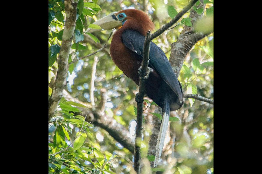 Nepal’s list of threatened birds is growing