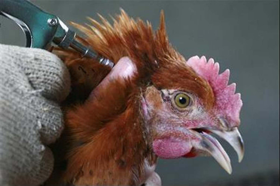 Drug authority approves new Nepali vaccine against Newcastle disease found in birds