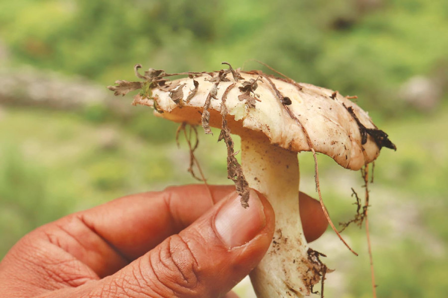 Everest region is calm during monsoon. But mushrooms can be a new draw for trekkers