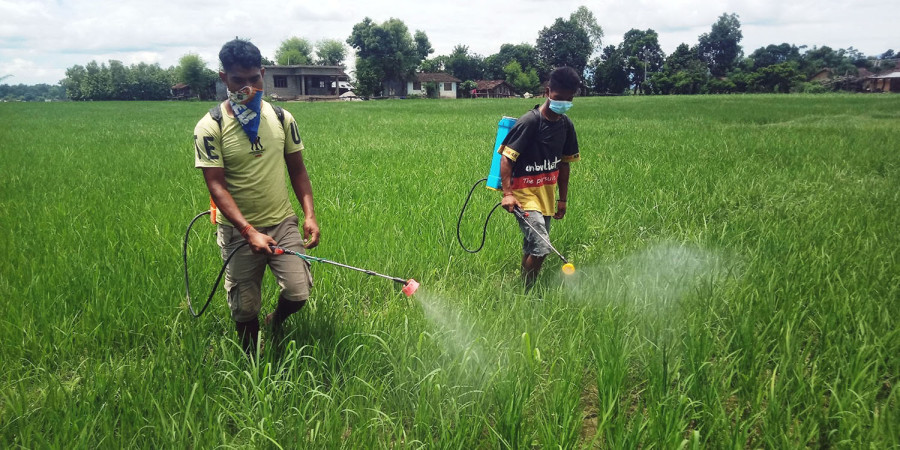 Farmers reduce acreage for lack of adequate fertiliser