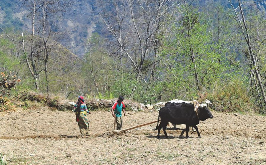 Forest cover may have increased but agricultural land is shrinking