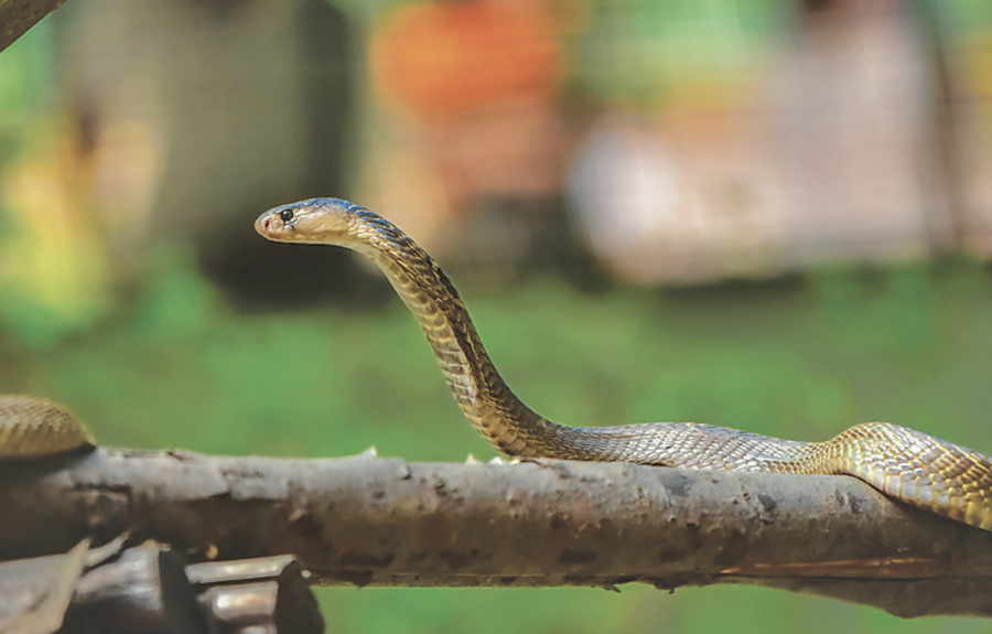 Snakebite, an invisible neglected crisis in Nepal