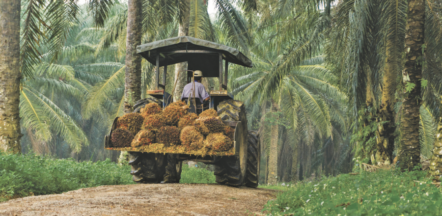 Good times end for Nepali palm oil exporters