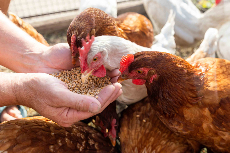 Bagmati Province sets up compensation fund worth Rs50 million for poultry farmers