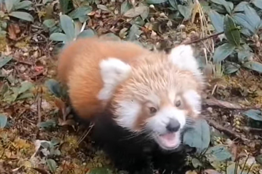 Red panda sighting in Pathibhara area hints at conservation success