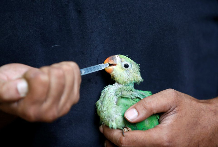 Birds fall from the sky as heatwave scorches India
