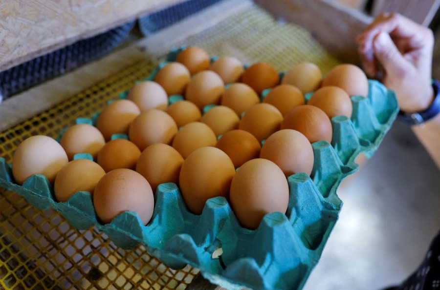 Bird flu, Ukraine war push egg prices higher worldwide