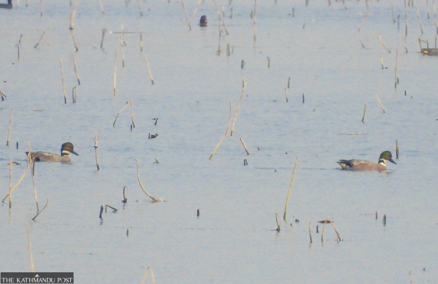 In Jagadishpur, migratory birds decline for 3 consecutive years