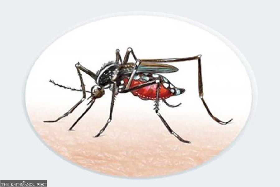 Woman dies of dengue infection in Palpa